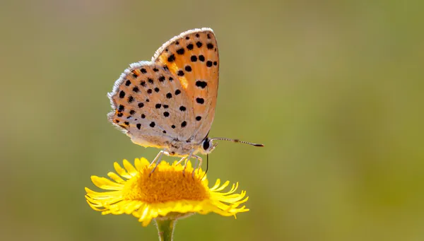 Nahaufnahme eines Schmetterlings mit schwarzen Punkten. Er sitzt auf einer Löwenzahn-Blüte.