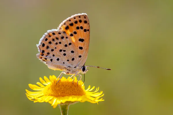 Close up shot of a butterfly with black dots on its wings resting on a dandelion.